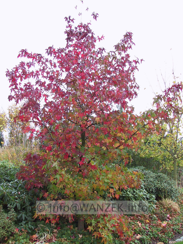 Liquidambar styraciflua - Heister Sol in Herbstfaerbung1.jpg